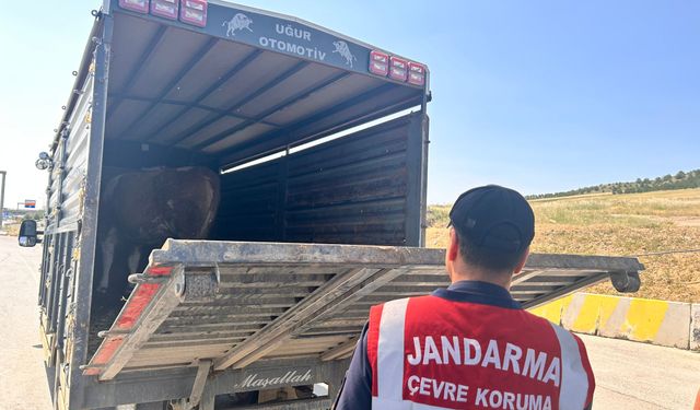 Yahşihan’da Hayvan Sevk ve Nakil Belgeleri Denetlendi