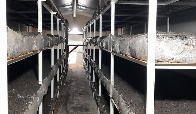 Kırıkkale'de Mantar Üretim Tesisi Denetlendi