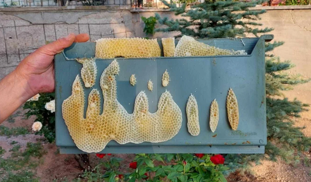 Kırıkkale’de Bal Peteğinde “Allah” Yazısı Şaşkınlık Yarattı