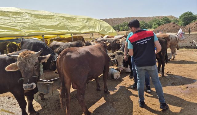 Kırıkkale’de Pazardaki Kurbanlıklar İncelendi