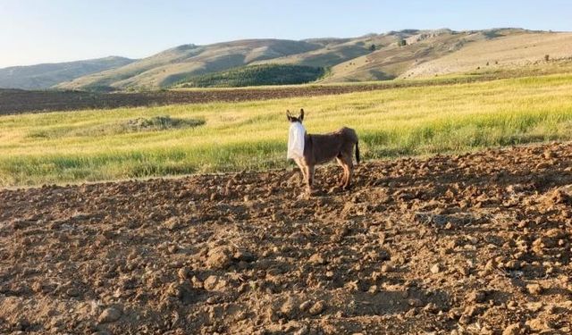 Bir Çoban Kafasında Çuval Bulunan Eşeği Kurtardı
