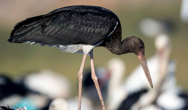 Kırıkkale'de barajda Kara Leylek objektiflere takıldı