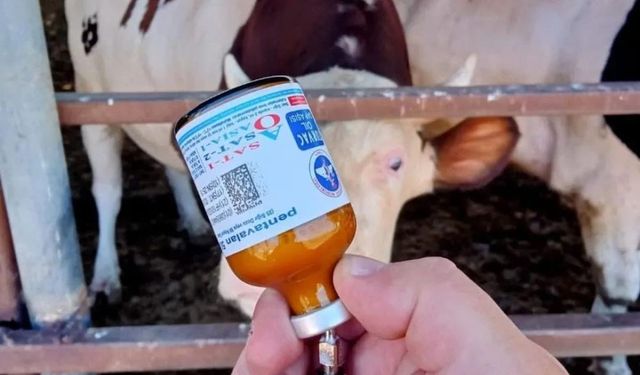 Kırıkkale’de Hayvan Pazarları Yeniden Açıldı