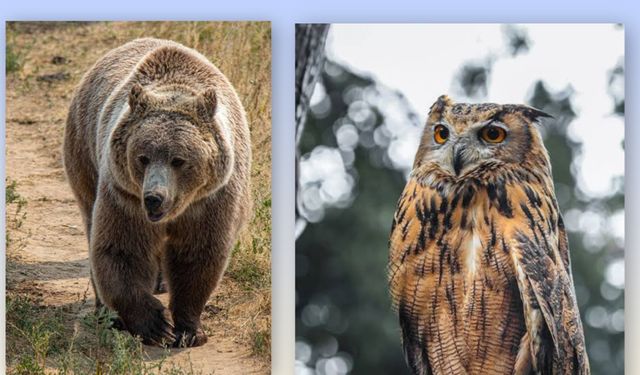 Dev baykuş tellere çarptı.Ayı korku saldı