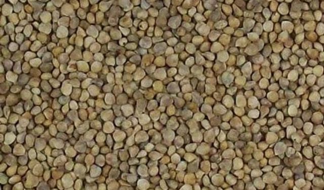 Kırıkkale’de Çiftçiye %50 Hibe Destekli Ispanak Tohumu