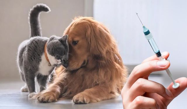 Kırıkkale'de Kedi ve Köpekler İçin Aşı Zamanı