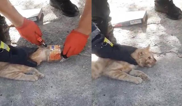 Kafası Plastik Kavanoza Sıkışan Kediyi İtfaiye Kurtardı