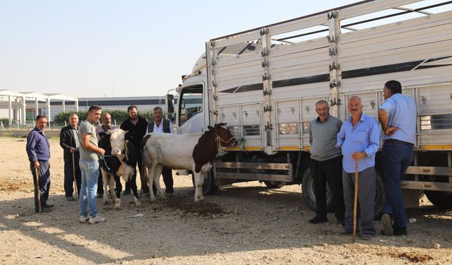 Kırıkkale Hayvan Pazarı Yeniden Açıldı