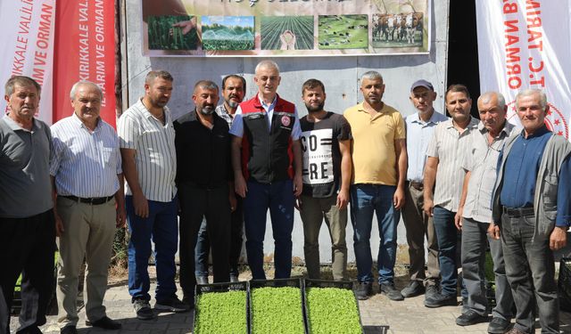Kırıkkale’de Üreticilere 41 Bin 825 Marul Fidesi Dağıtıldı