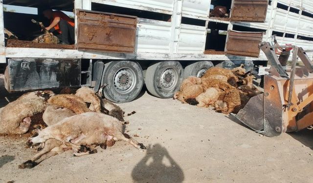 Devrilen Tırdaki 147 Küçükbaş Hayvan Telef Oldu