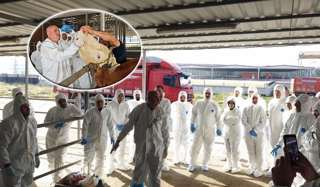 Probang Numunesi Eğitimi Kırıkkale’de Yapıldı