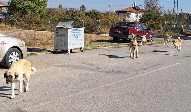 Bahşılı’da Köpekler Vatandaşları Endişelendiriyor