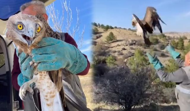 Kırıkkale’de Yılan Kartalı Yeniden Doğaya Döndü