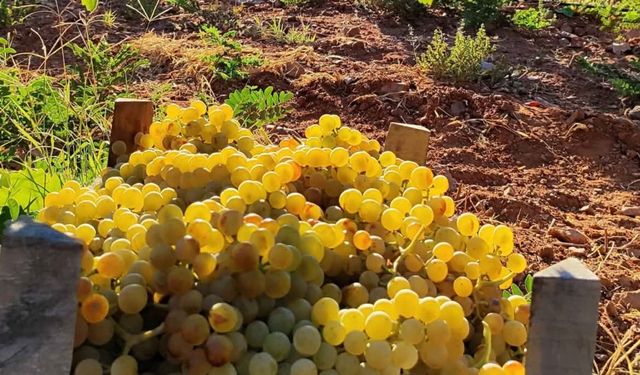 Delice Üzümü Bu Yıl Yine Revaçta