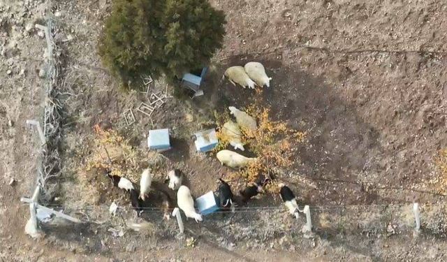 Kırıkkale’de Kayıp 15 Küçükbaş Drone İle Bulundu