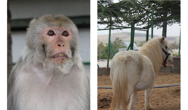 Kırıkkale'de hayvanat bahçesi olan tek tesis