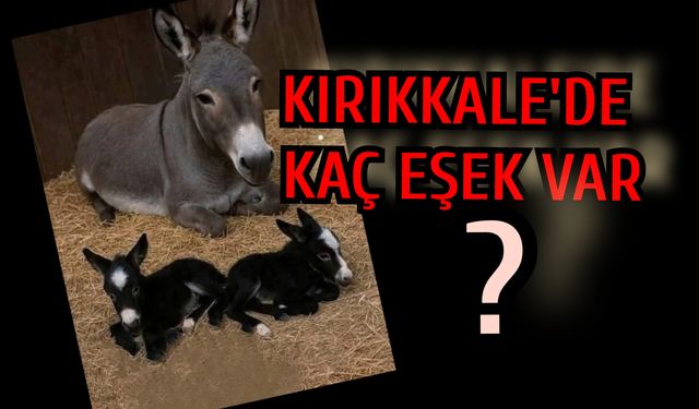 Türkiye'de yaşayan Eşek sayısı açıklandı
