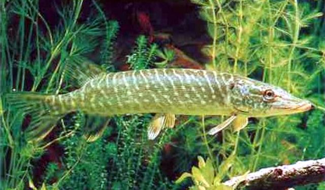 Kırıkkale’de Turna Balığı Avcılığına Yasak Başladı