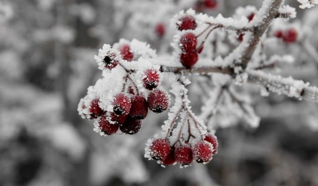 Kırıkkale Genelinde Zirai Don Alarmı