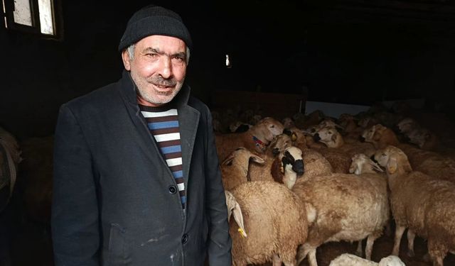 Sulakyurt’ta Küçükbaş Hayvancılığa İŞKUR Desteği