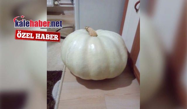 Kırıkkale’de Dev Kabak Rekoru