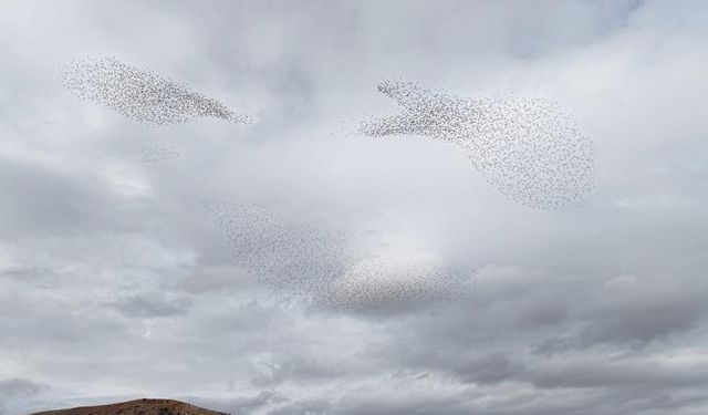 Sığırcık Kuşlarından Görsel Şölen