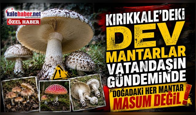 Kırıkkale’de Son Yağışlar Dev Mantarları Ortaya Çıkardı
