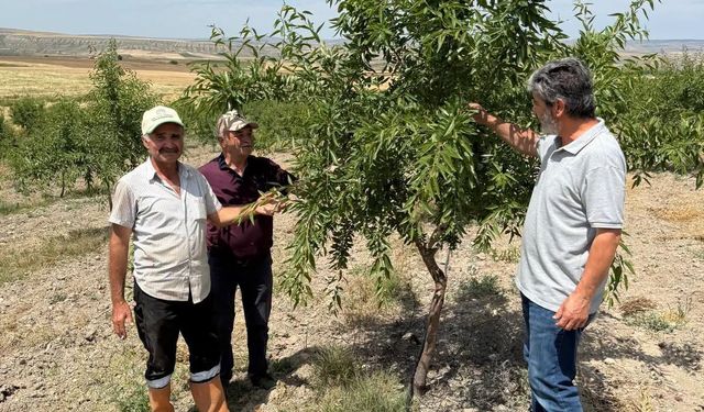 Kırıkkale’de Hububat ve Badem Alanlarında Kontroller Sürüyor