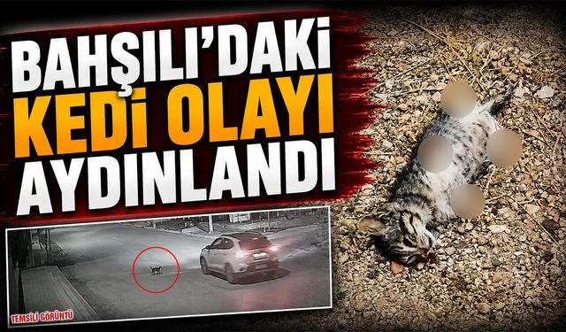 Bahşılı'daki Kedi Olayı Aydınlandı