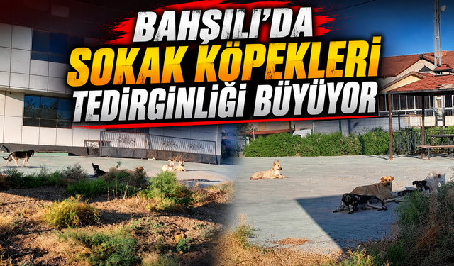 Bahşılı'da Sokak Köpekleri Tedirginliği Büyüyor