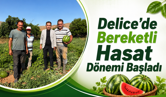 Delice'de Bereketli Hasat Dönemi Başladı