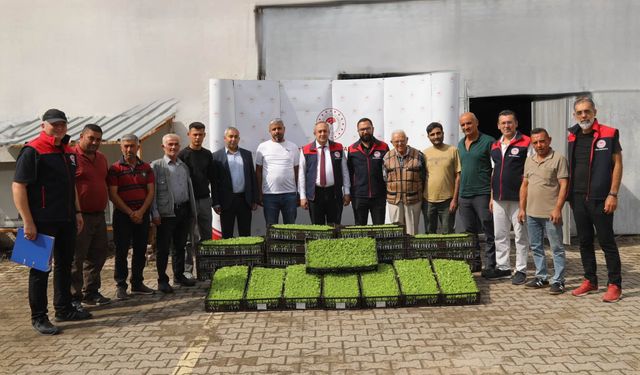 Kırıkkale’de Üreticiye 69 Bin Marul Fidesi