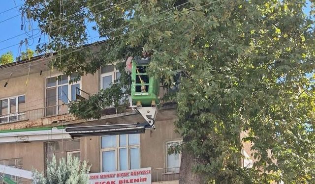 Yahşihan’da Tehlikeli Ağaçlara Müdahale Edildi