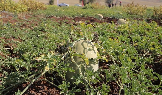 Kırıkkale'de Yem Karpuzu Hasadı Başladı