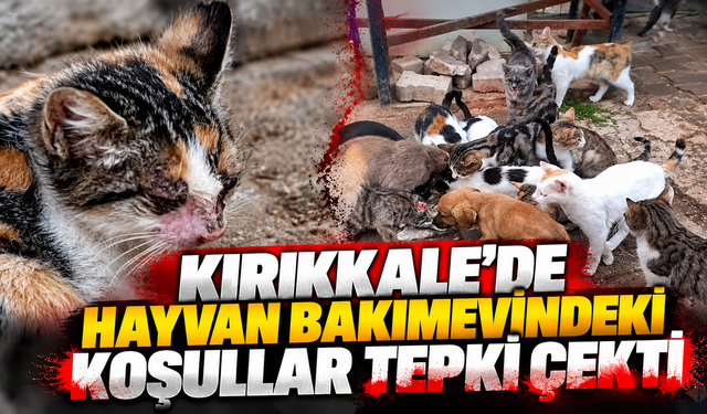 Kırıkkale’de Hayvan Bakımevindeki Koşullar Tepki Çekti