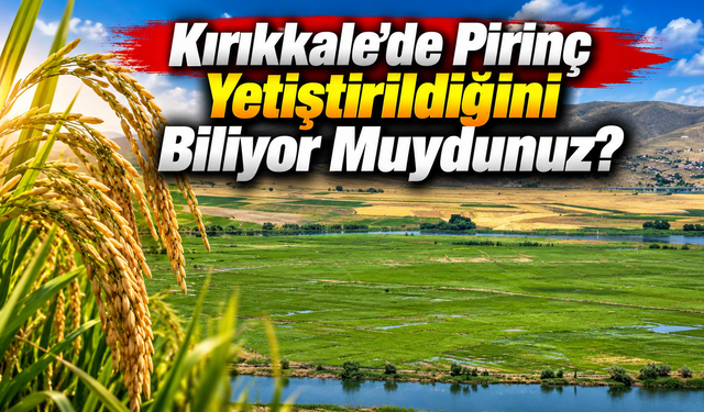 Kırıkkale’de Pirinç Yetiştirildiğini Biliyor muydunuz?