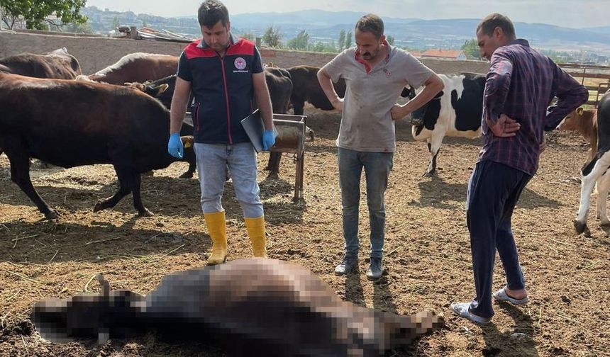 Yıldırım 6 Can Aldı: Hayvanlar Telef Oldu