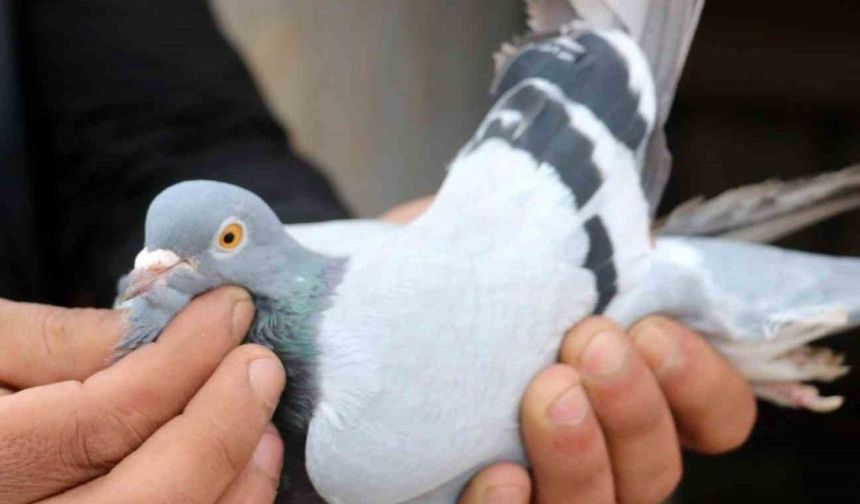 Garip ama gerçek, güvercin beslemek yasaklandı