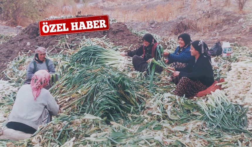 Kılıçlar Köyü’nde Pırasa Üretimi Hız Kesmiyor
