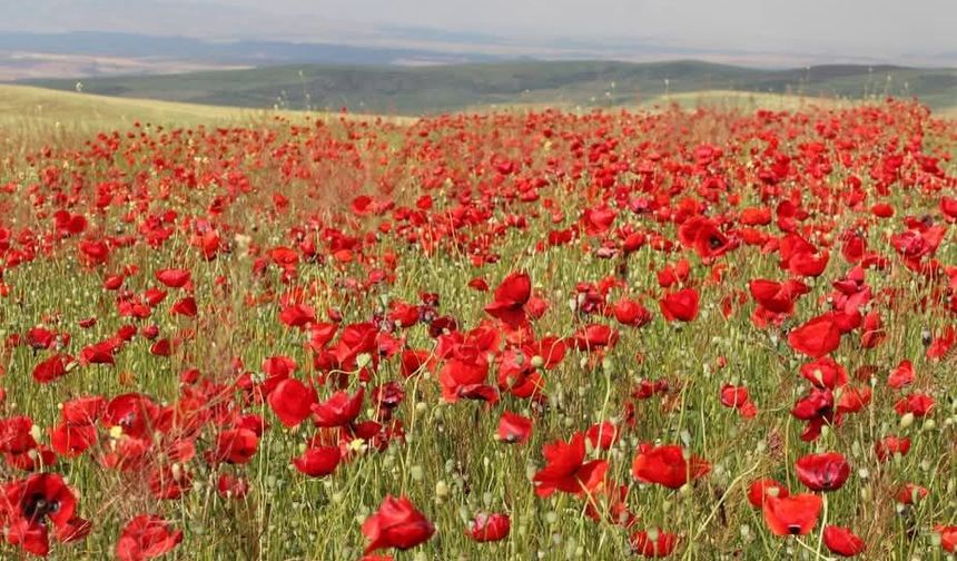 Kırıkkale Dağlarını Gelincik Çiçekleri Süsledi