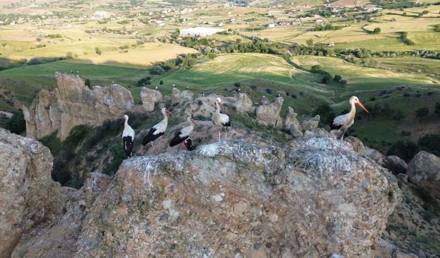 Bahşılı’daki Leylekler Bu Yıl da Sarıkayalar’a Döndü