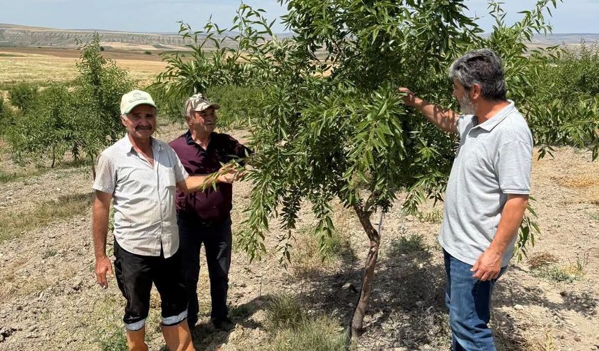 Kırıkkale’de Hububat ve Badem Alanlarında Kontroller Sürüyor