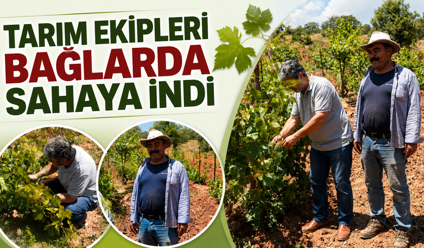 Tarım Ekipleri Bağlarda Sahaya İndi