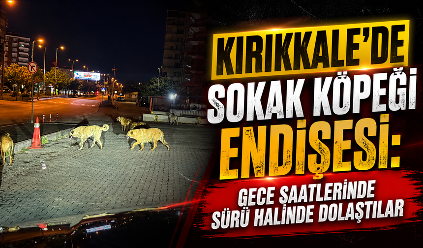 Kırıkkale’de Sokak Köpeği Endişesi