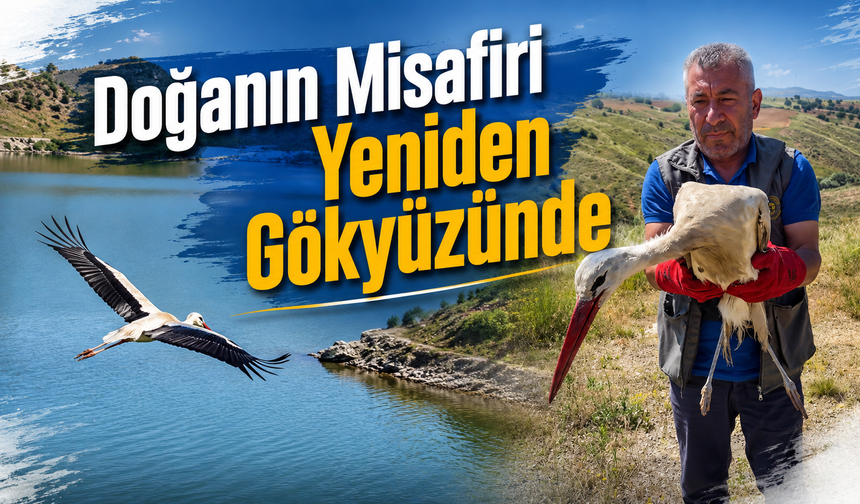 Tedavisi Tamamlanan Leylek Doğaya Salındı