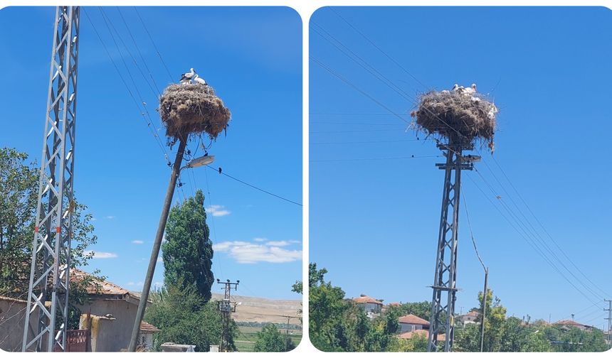 Sulakyurt köylerinin sevimli konukları