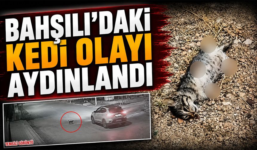 Bahşılı'daki Kedi Olayı Aydınlandı