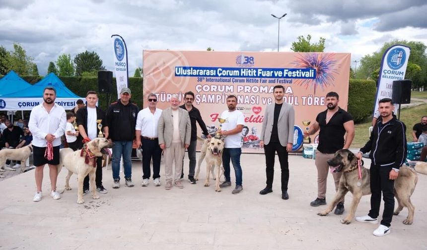Çorum’da Türk Çoban Köpekleri Görücüye Çıktı