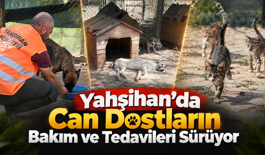 Yahşihan’da Can Dostların Bakım ve Tedavileri Sürüyor