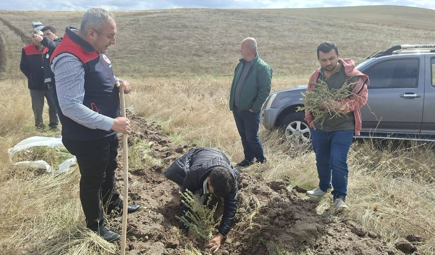 Kırıkkale’de Meralara 25 Bin Tuz Çalısı Dikiliyor